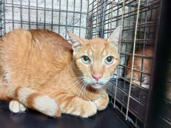 OASIS -  Domestic Short Hair Cat for Adoption in Fort Lauderdale, Florida - OASIS | PetCurious