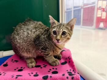 Gretchen -  Tabby Cat for Adoption in Powell, Ohio - Gretchen | PetCurious