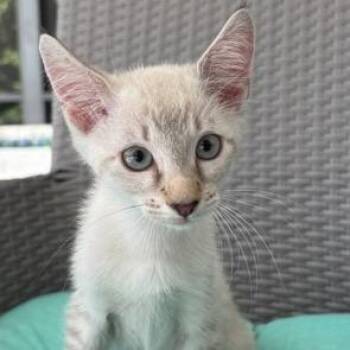 Mochi -  Siamese and Domestic Short Hair Cat for Adoption in Jupiter, Florida - Mochi | PetCurious