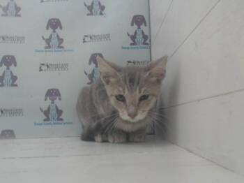 A601360 -  Domestic Short Hair Cat for Adoption in Orlando, Florida - A601360 | PetCurious