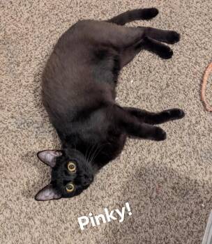 Rescue Domestic Short Hair Cats for Adoption in Kalamazoo, Michigan - Pinky | PetCurious