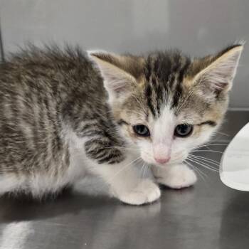 Doc -  Domestic Short Hair Cat for Adoption in Washburn, Missouri - Doc | PetCurious
