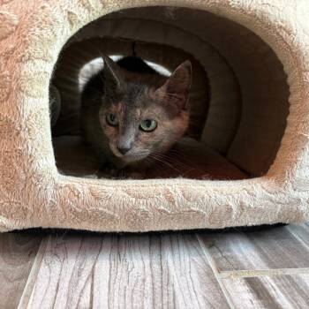 Moony -  Domestic Short Hair Cat for Adoption in West Des Moines, Iowa - Moony | PetCurious