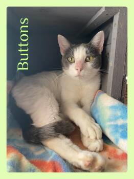 BUTTONS -  Tabby Cat for Adoption in Lawton, Oklahoma - BUTTONS | PetCurious