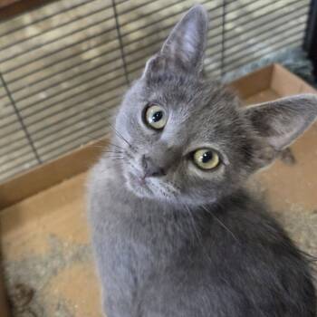 Rescue Domestic Short Hair Cats for Adoption in Branson, Missouri - Ash | PetCurious