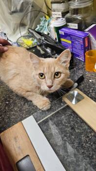 Mama Tot -  Domestic Short Hair Cat for Adoption in Crossville, Tennessee - Mama Tot | PetCurious