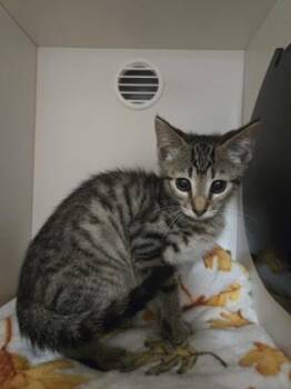 Toothpaste -  Domestic Short Hair Cat for Adoption in Savannah, Georgia - Toothpaste | PetCurious