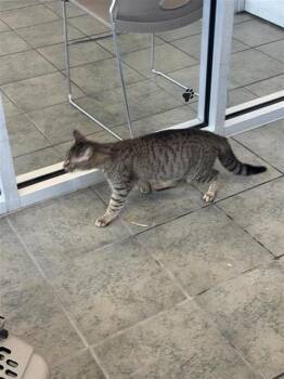 Domestic Short Hair Cats Available for Adoption in San Antonio, Texas - LISA | PetCurious