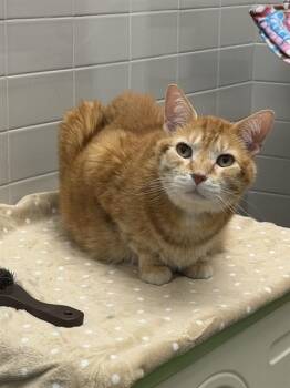 Domestic Short Hair Cats Available for Adoption in Omaha, Nebraska - MURPHY | PetCurious