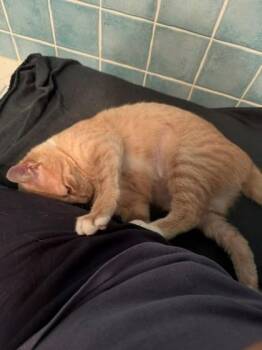 Domestic Short Hair Cats Available for Adoption in North Charleston, South Carolina - 89825A Serena - Adoption Ambassador | PetCurious