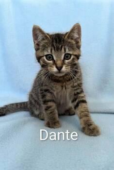 Dante -  Tabby Cat for Adoption in Wyandotte, Michigan - Dante | PetCurious