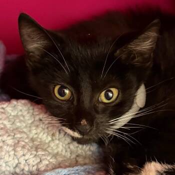 Ghost -  Domestic Short Hair Cat for Adoption in Troy, Virginia - Ghost | PetCurious