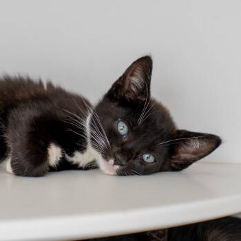 Cliff -  Domestic Short Hair Cat for Adoption in New York, New York - Cliff | PetCurious