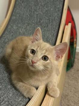 Malware -  Domestic Short Hair Cat for Adoption in Tucson, Arizona - Malware | PetCurious