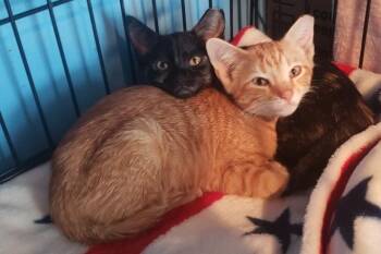 Harlow & Hamilton -  Domestic Short Hair Cat for Adoption in Lemoyne, Pennsylvania - Harlow & Hamilton | PetCurious