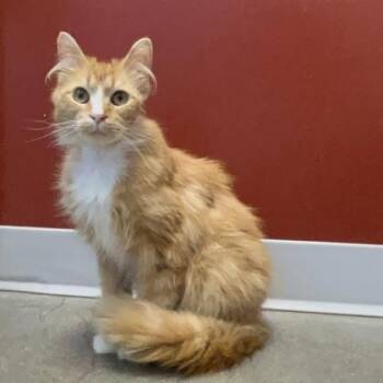 Siren -  Domestic Long Hair and Domestic Short Hair Cat Available for Adoption in Janesville, Wisconsin - Siren | PetCurious
