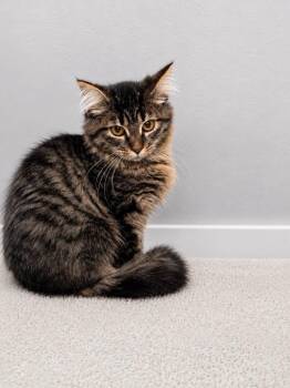 White Claw -  Domestic Medium Hair and Tabby Cat for Adoption in Columbia, South Carolina - White Claw | PetCurious