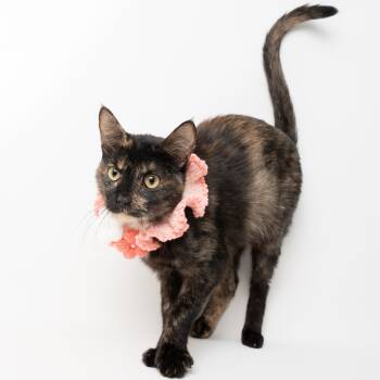 Rescue Domestic Short Hair Cats for Adoption in Kanab, Utah - Gracie | PetCurious