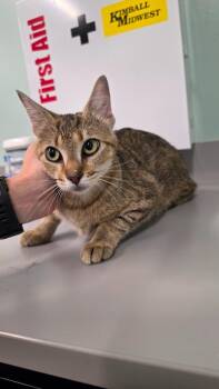 Shiba -  Domestic Short Hair Cat for Adoption in Athens, Tennessee - Shiba | PetCurious