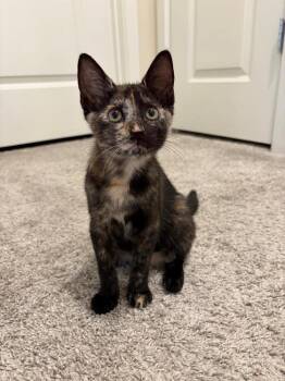 Tortellini -  Domestic Short Hair Cat for Adoption in St. Cloud, Florida - Tortellini | PetCurious