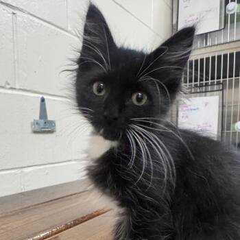 Domestic Short Hair Cats Available for Adoption in Middleburg, Florida - Eyas (green Collar) 28441 | PetCurious