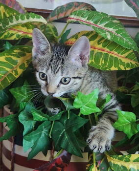 Rescue Tabby Cats for Adoption in Ocala, Florida - Vader | PetCurious