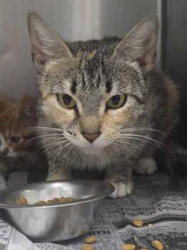 Rescue Domestic Short Hair Cats for Adoption in Sevierville, Tennessee - Fancy Nancy | PetCurious