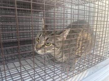 A658130 -  Domestic Short Hair Cat for Adoption in Houston, Texas - A658130 | PetCurious