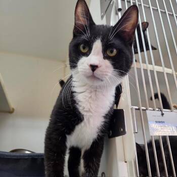 Blake -  Domestic Short Hair Cat for Adoption in Los Angeles, California - Blake | PetCurious