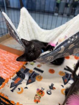 Rescue Domestic Short Hair Cats for Adoption in Tavares, Florida - Spaghetti | PetCurious