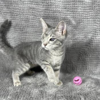 Grey Goose - Andrea foster -  Domestic Short Hair Cat for Adoption in Social Circle, Georgia - Grey Goose - Andrea Foster | PetCurious