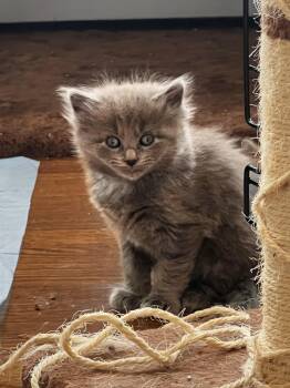 Domestic Long Hair Cats Available for Adoption - Lionel Messi | PetCurious