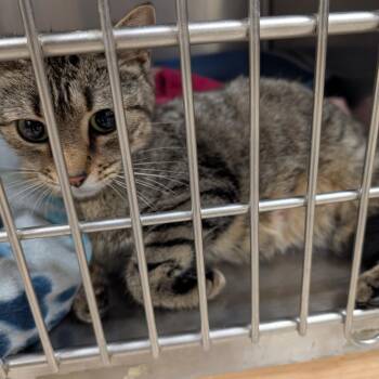 Domestic Short Hair Cats Available for Adoption in Titusville, Florida - Kail | PetCurious
