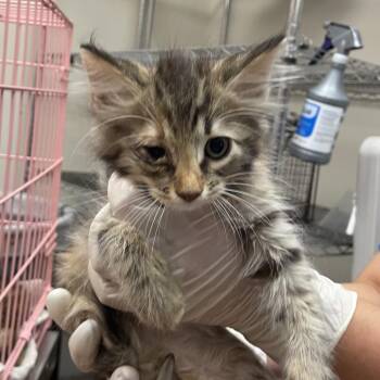 Tweety Bird -  Domestic Short Hair Cat for Adoption in Goleta, California - Tweety Bird | PetCurious