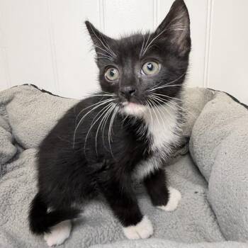 Domestic Short Hair Cats Available for Adoption in Los Angeles, California - Queen Soda | PetCurious