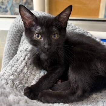 Pellet -  Domestic Short Hair Cat for Adoption in Chattanooga, Tennessee - Pellet | PetCurious