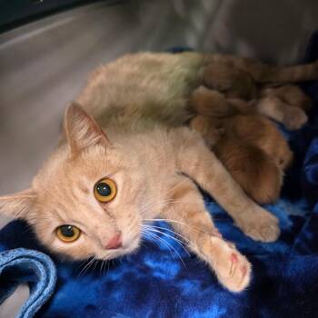 Domestic Short Hair Cats Available for Adoption in Eureka Springs, Arkansas - Dorothy | PetCurious