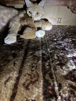 Rescue Tabby Cats for Adoption in Austin, Texas - Momma Sunshine And Kittens. ***FOSTER NEEDED*** | PetCurious