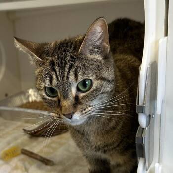 Domestic Short Hair Cats Available for Adoption - Hey Siri | PetCurious