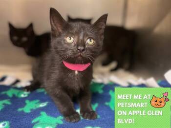 Domestic Short Hair Cats Available for Adoption in Fort Wayne, Indiana - FRUIT LOOP | PetCurious