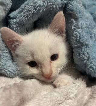 EKKO -  Domestic Short Hair Cat for Adoption in Thousand Palms, California - EKKO | PetCurious