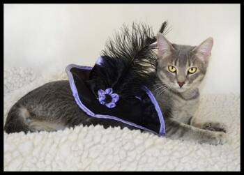 Rescue Tabby Cats for Adoption in San Andreas, California - Sombra | PetCurious