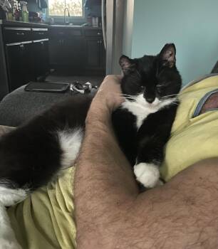 Rescue Domestic Short Hair Cats for Adoption in Cincinnati, Ohio - Boba | PetCurious