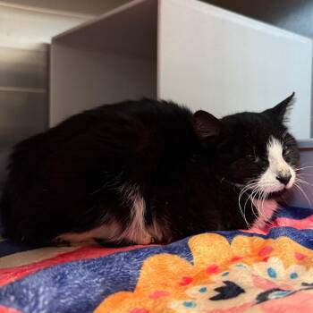 Prisilla -  Domestic Short Hair Cat for Adoption in Cedaredge, Colorado - Prisilla | PetCurious