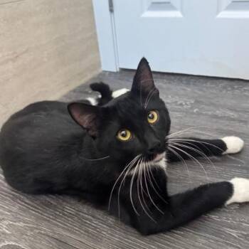 Jinx -  Domestic Short Hair Cat for Adoption in Clavet, Saskatchewan - Jinx | PetCurious