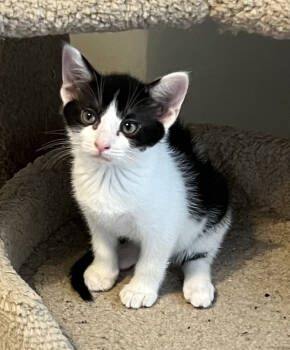 Rescue Domestic Short Hair Cats for Adoption in Powder Springs, Georgia - Princess | PetCurious
