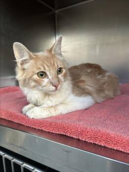 Domestic Long Hair Cats Available for Adoption in Norco, California - BRONX | PetCurious