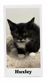 Huxley -  Domestic Short Hair Cat for Adoption in Caistor Centre, Ontario - Huxley | PetCurious