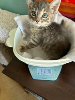 Rescue Tabby Cats for Adoption in St. Cloud, Florida - Sunshine | PetCurious
