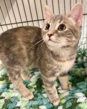 American Shorthair Cats Available for Adoption - Kitty Purry | PetCurious